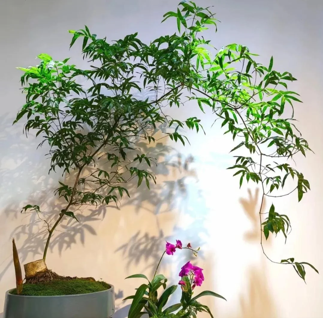 Cây cảnh dân dã nhưng là “bảo vật phong thủy”, trồng trong nhà giúp hóa giải vận xấu, giữ lộc bền lâu