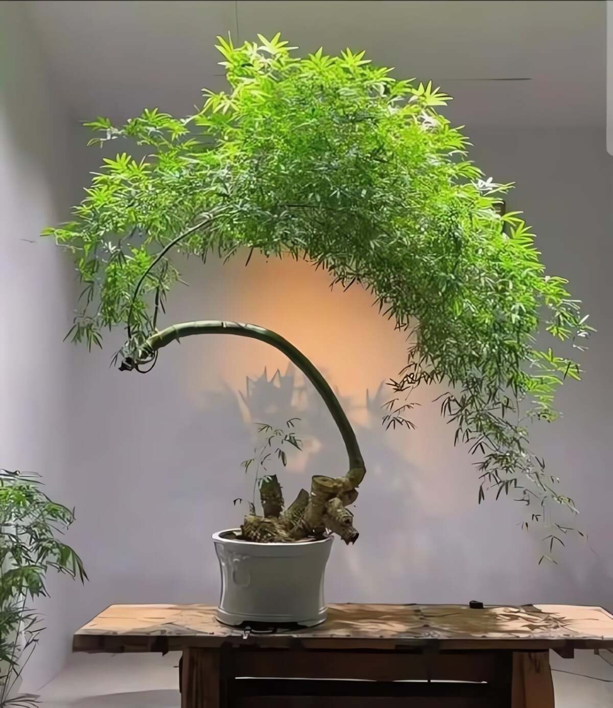 Cây cảnh dân dã nhưng là “bảo vật phong thủy”, trồng trong nhà giúp hóa giải vận xấu, giữ lộc bền lâu