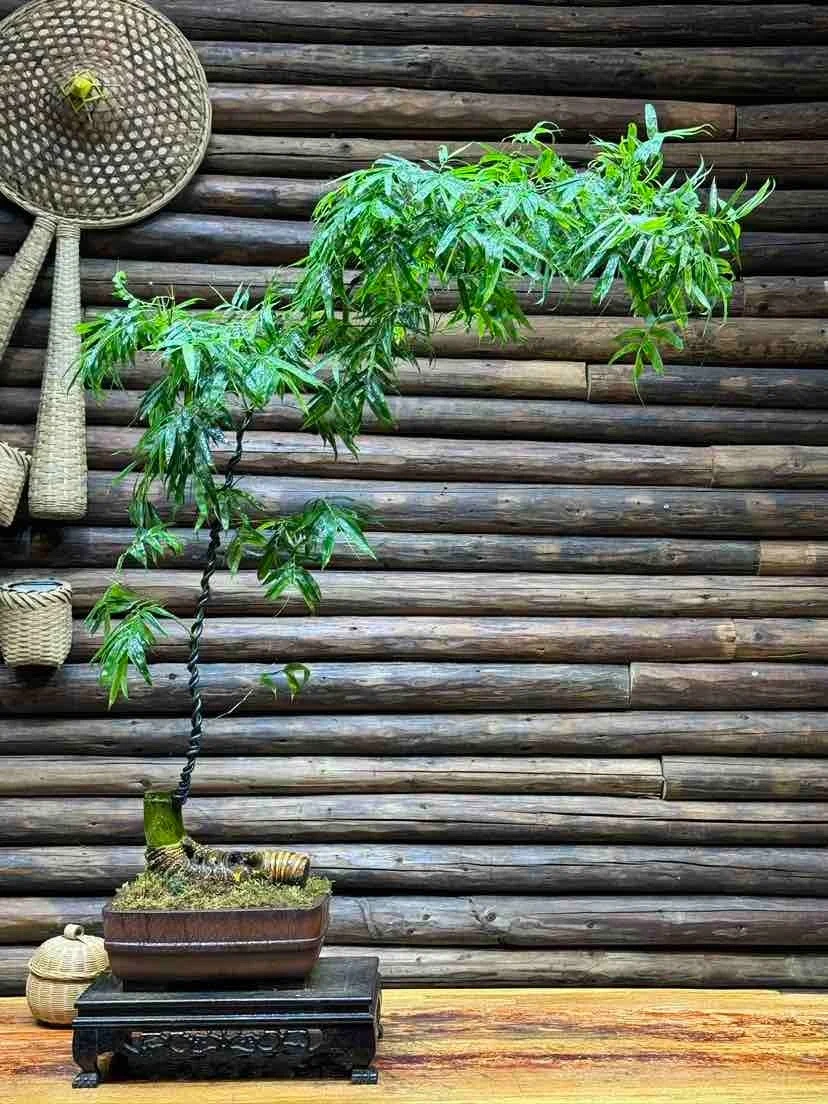Cây cảnh dân dã nhưng là “bảo vật phong thủy”, trồng trong nhà giúp hóa giải vận xấu, giữ lộc bền lâu