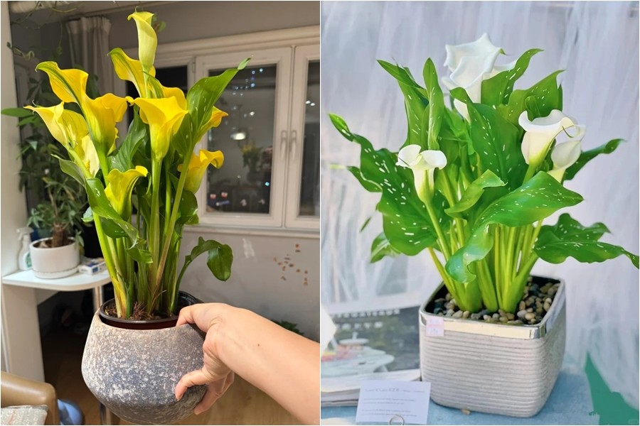 Tết 2026 chơi hoa gì cho sang? Hoa Rum lên ngôi nhờ vẻ đẹp tối giản và ý nghĩa hút lộc Tết 2026 chơi hoa gì cho sang? Hoa Rum lên ngôi nhờ vẻ đẹp tối giản và ý nghĩa hút lộc