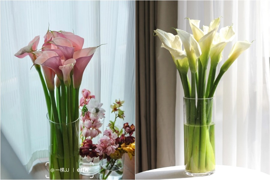Tết 2026 chơi hoa gì cho sang? Hoa Rum lên ngôi nhờ vẻ đẹp tối giản và ý nghĩa hút lộc Tết 2026 chơi hoa gì cho sang? Hoa Rum lên ngôi nhờ vẻ đẹp tối giản và ý nghĩa hút lộc