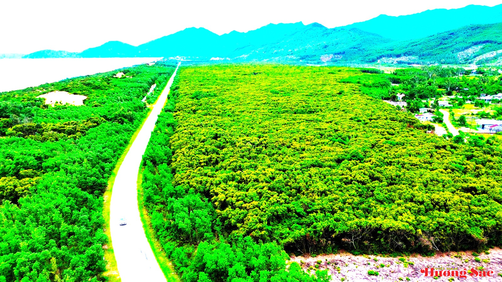 Rừng dẻ cổ Phú Hải: Di sản xanh mang dấu ấn lịch sử cố đô Rừng dẻ cổ Phú Hải: Di sản xanh mang dấu ấn lịch sử cố đô