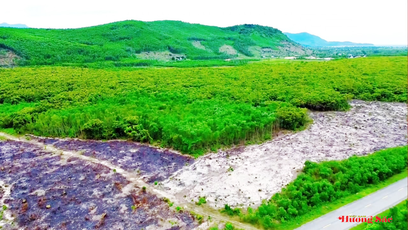 Rừng dẻ cổ Phú Hải: Di sản xanh mang dấu ấn lịch sử cố đô Rừng dẻ cổ Phú Hải: Di sản xanh mang dấu ấn lịch sử cố đô