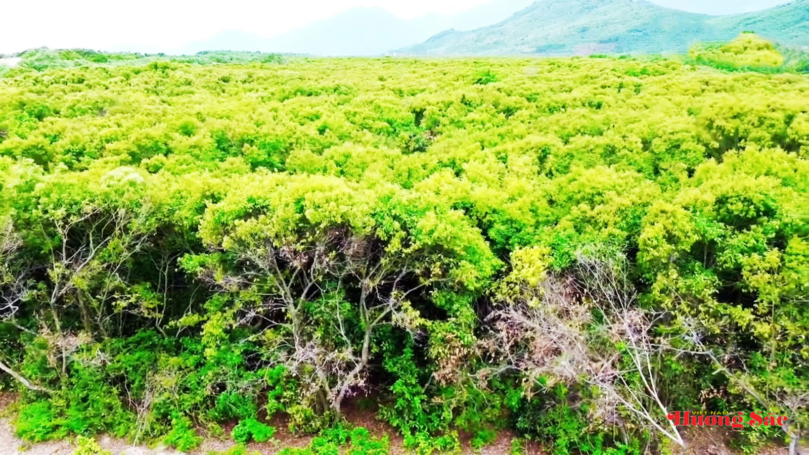 Rừng dẻ cổ Phú Hải: Di sản xanh mang dấu ấn lịch sử cố đô Rừng dẻ cổ Phú Hải: Di sản xanh mang dấu ấn lịch sử cố đô