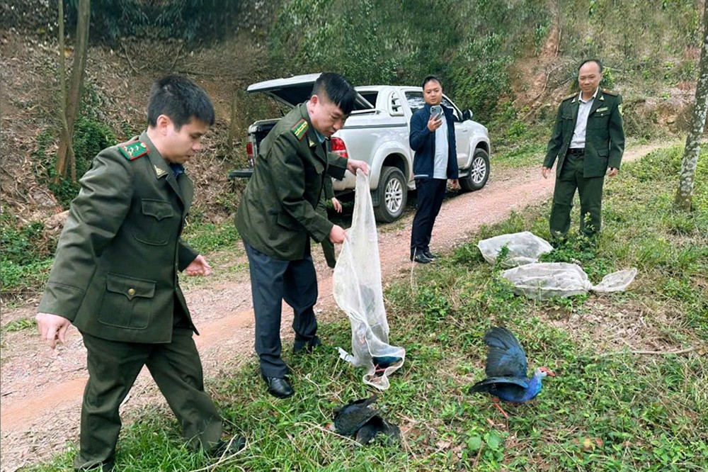 Kiểm lâm Bắc Ninh thả hơn 100 cá thể chim hoang dã về môi trường tự nhiên