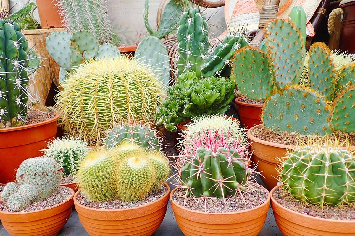 4 loại cây cảnh không nên đặt ở phòng khách: Có 1 loại nhà nào cũng trưng bày 4 loại cây cảnh không nên đặt ở phòng khách: Có 1 loại nhà nào cũng trưng bày