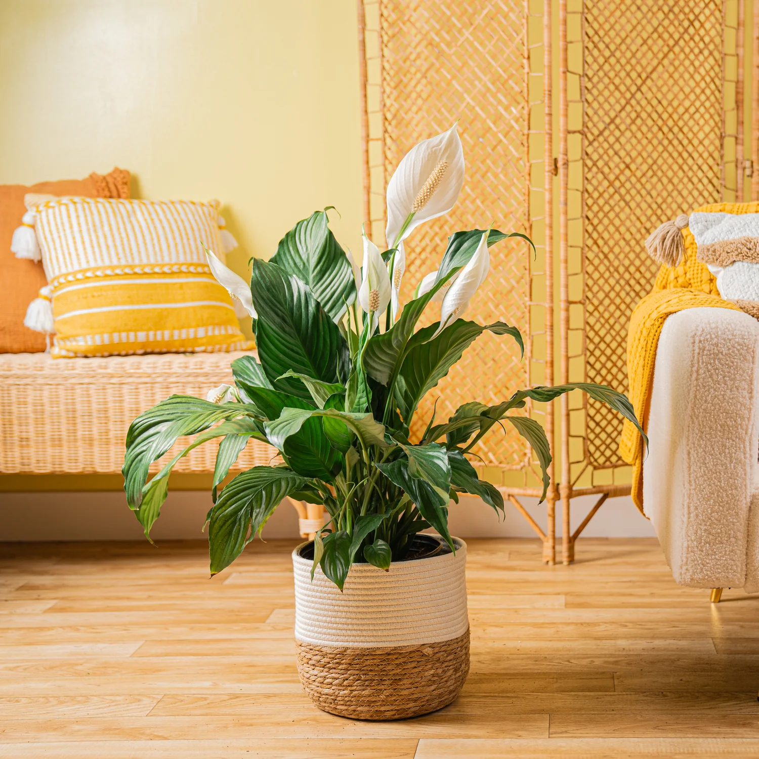 4 loại cây cảnh không nên đặt ở phòng khách: Có 1 loại nhà nào cũng trưng bày 4 loại cây cảnh không nên đặt ở phòng khách: Có 1 loại nhà nào cũng trưng bày