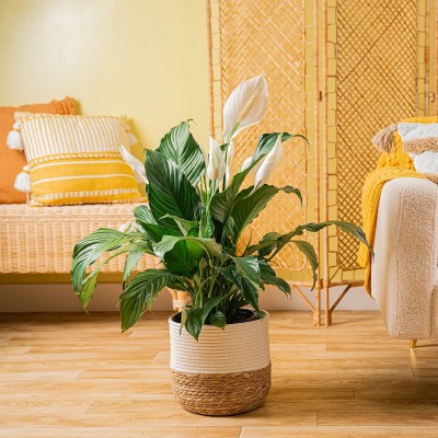 4 loại cây cảnh không nên đặt ở phòng khách: Có 1 loại nhà nào cũng trưng bày