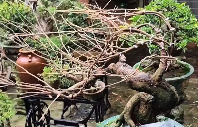 Chia sẻ quy trình tạo tác cây mai vàng