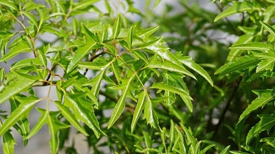 5 cây người xưa thường trồng quanh nhà để cầu bình an, là dược liệu quý trong Đông y