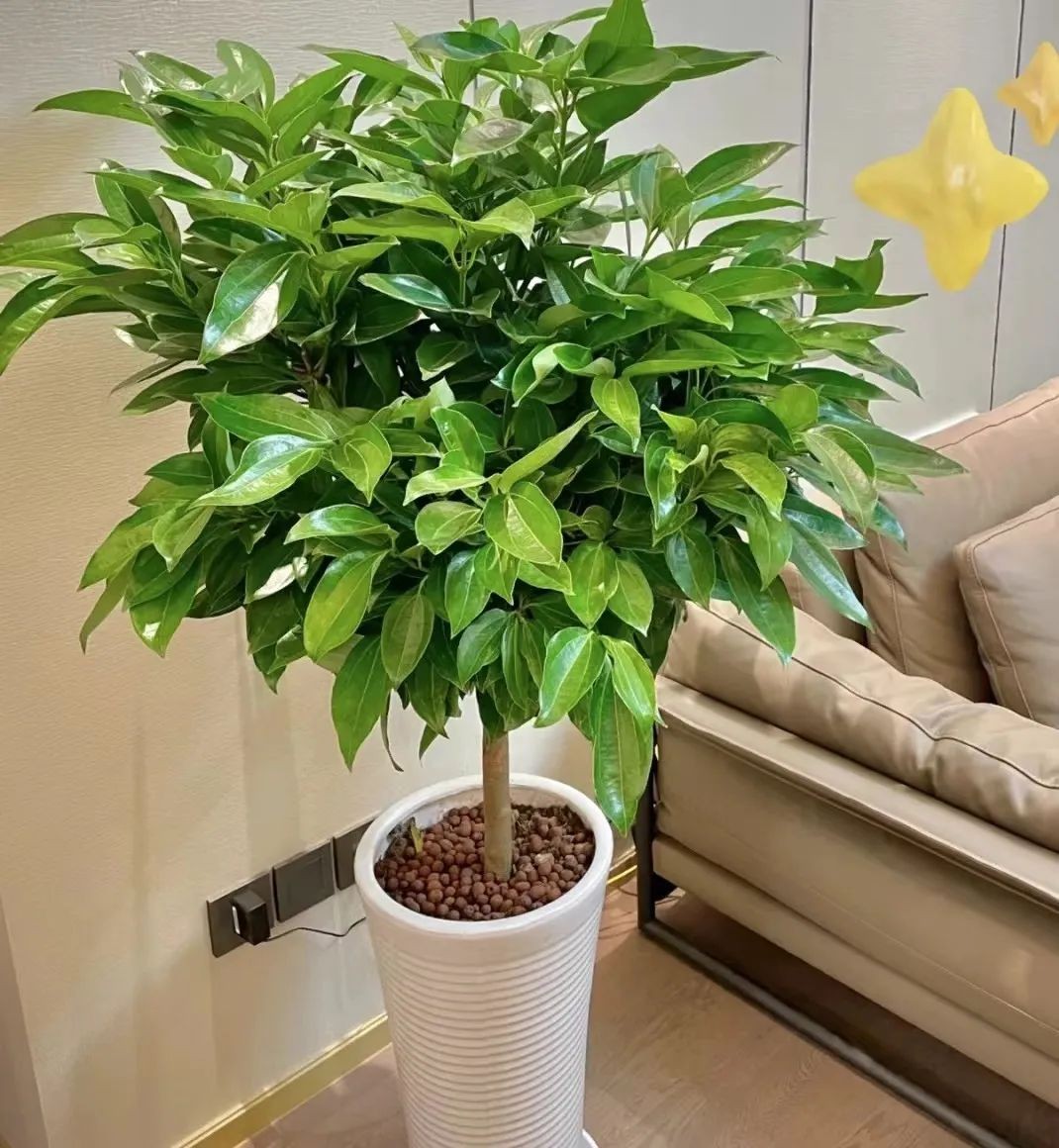 Phòng khách có cây, 10 nhà thì 9 nhà khá giả: 3 loại cây cát lành dễ trồng, đặt góc nào cũng tốt cho sức khỏe Phòng khách có cây, 10 nhà thì 9 nhà khá giả: 3 loại cây cát lành dễ trồng, đặt góc nào cũng tốt cho sức khỏe