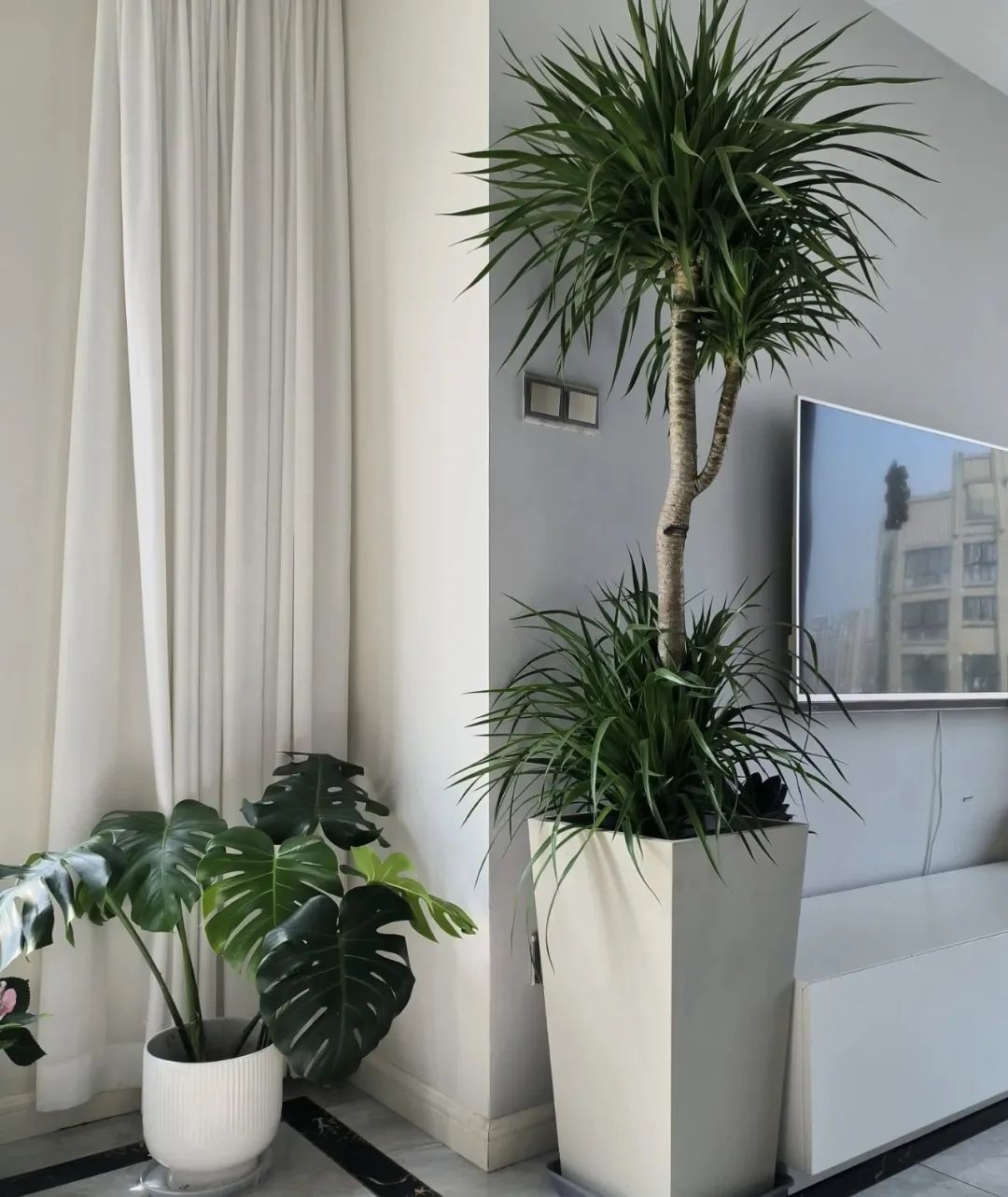 Phòng khách có cây, 10 nhà thì 9 nhà khá giả: 3 loại cây cát lành dễ trồng, đặt góc nào cũng tốt cho sức khỏe Phòng khách có cây, 10 nhà thì 9 nhà khá giả: 3 loại cây cát lành dễ trồng, đặt góc nào cũng tốt cho sức khỏe