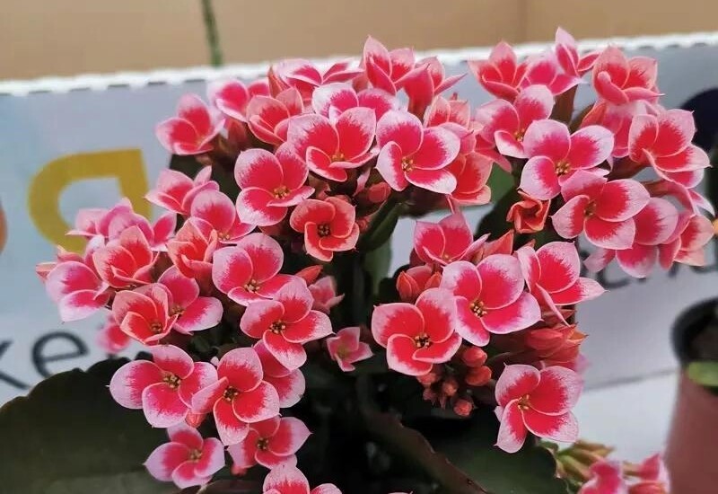 10 cây cảnh “giữ lộc” ngày Tết: Trồng đúng cây, cả năm phú quý 10 cây cảnh “giữ lộc” ngày Tết: Trồng đúng cây, cả năm phú quý