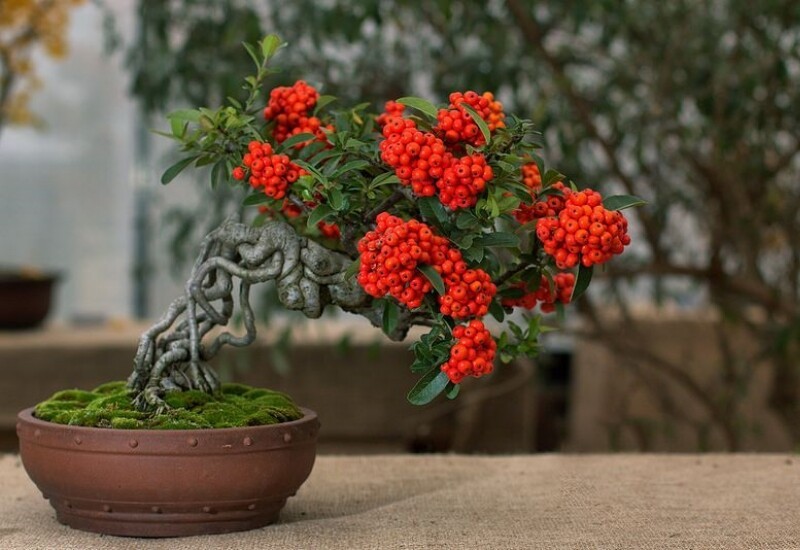 10 cây cảnh “giữ lộc” ngày Tết: Trồng đúng cây, cả năm phú quý 10 cây cảnh “giữ lộc” ngày Tết: Trồng đúng cây, cả năm phú quý