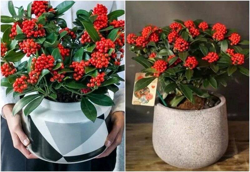 10 cây cảnh “giữ lộc” ngày Tết: Trồng đúng cây, cả năm phú quý 10 cây cảnh “giữ lộc” ngày Tết: Trồng đúng cây, cả năm phú quý