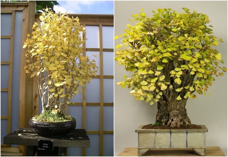 10 cây cảnh “giữ lộc” ngày Tết: Trồng đúng cây, cả năm phú quý 10 cây cảnh “giữ lộc” ngày Tết: Trồng đúng cây, cả năm phú quý