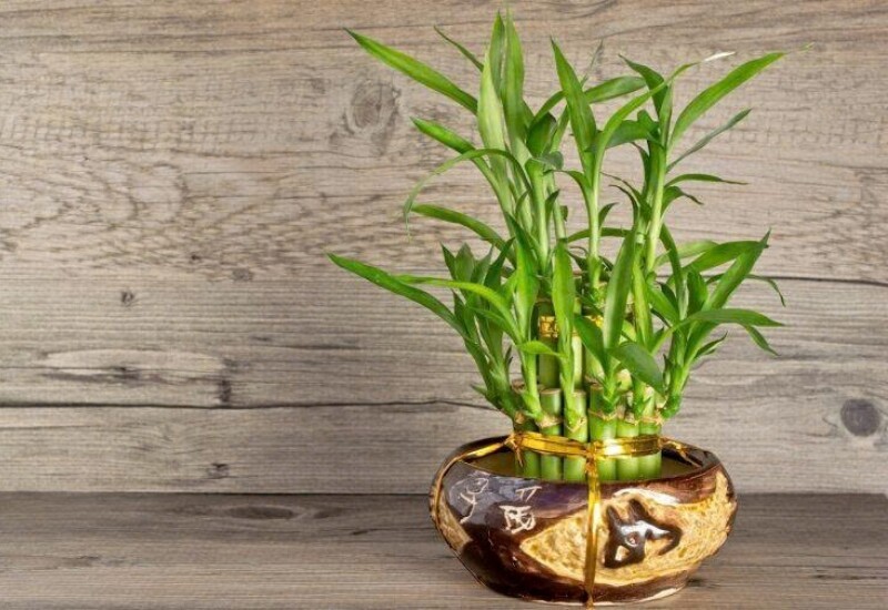 10 cây cảnh “giữ lộc” ngày Tết: Trồng đúng cây, cả năm phú quý 10 cây cảnh “giữ lộc” ngày Tết: Trồng đúng cây, cả năm phú quý