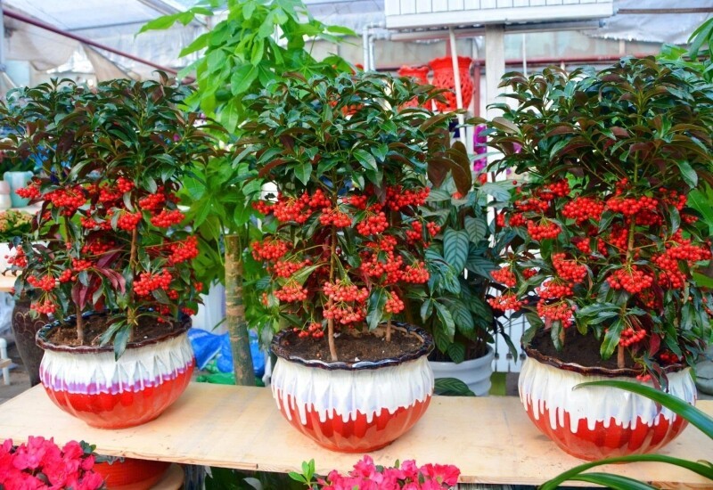 10 cây cảnh “giữ lộc” ngày Tết: Trồng đúng cây, cả năm phú quý 10 cây cảnh “giữ lộc” ngày Tết: Trồng đúng cây, cả năm phú quý