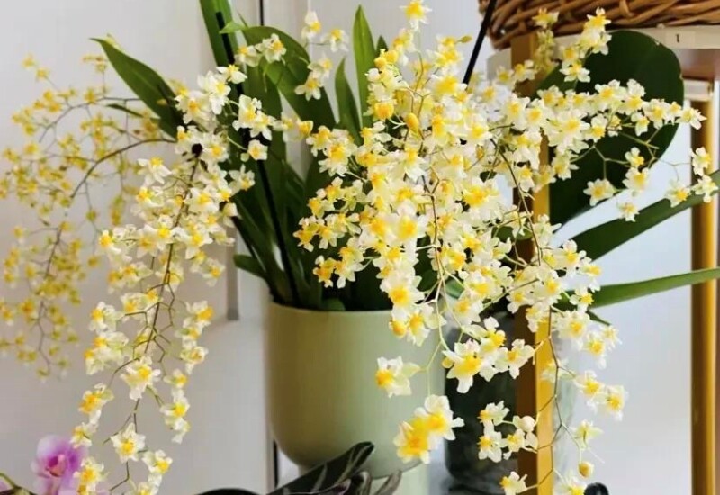 10 cây cảnh “giữ lộc” ngày Tết: Trồng đúng cây, cả năm phú quý 10 cây cảnh “giữ lộc” ngày Tết: Trồng đúng cây, cả năm phú quý