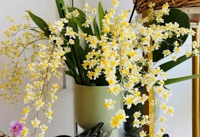 10 cây cảnh “giữ lộc” ngày Tết: Trồng đúng cây, cả năm phú quý