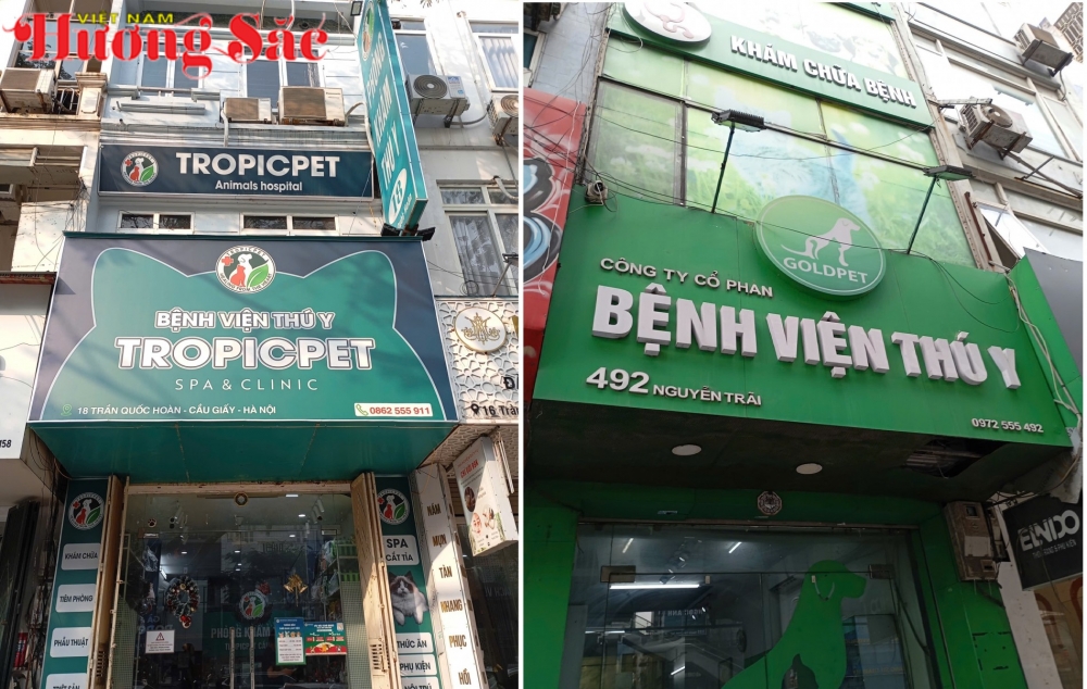 Những yêu cầu bắt buộc trong hoạt động khám, chăm sóc y tế đối với thú cưng