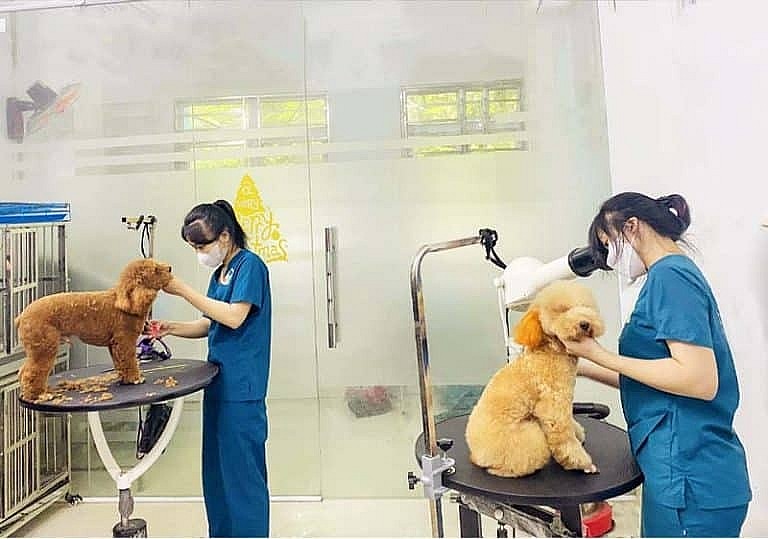 Những yêu cầu bắt buộc trong hoạt động khám, chăm sóc y tế đối với thú cưng