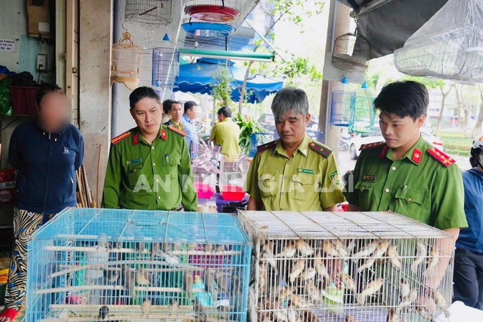 Phát hiện hộ dân nuôi nhốt trái phép 150 cá thể chim ri ở Gia Lai Phát hiện hộ dân nuôi nhốt trái phép 150 cá thể chim ri ở Gia Lai