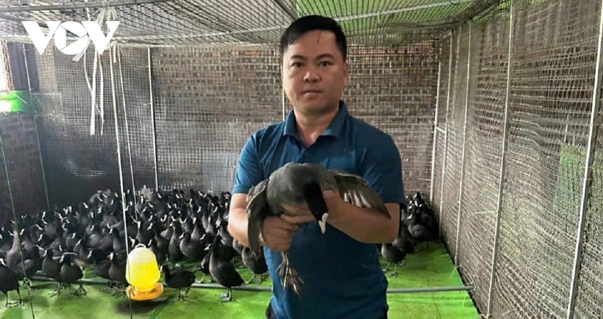 Nuôi “chim tiến vua” theo chuỗi, mở lối làm kinh tế bền vững ở Bắc Ninh