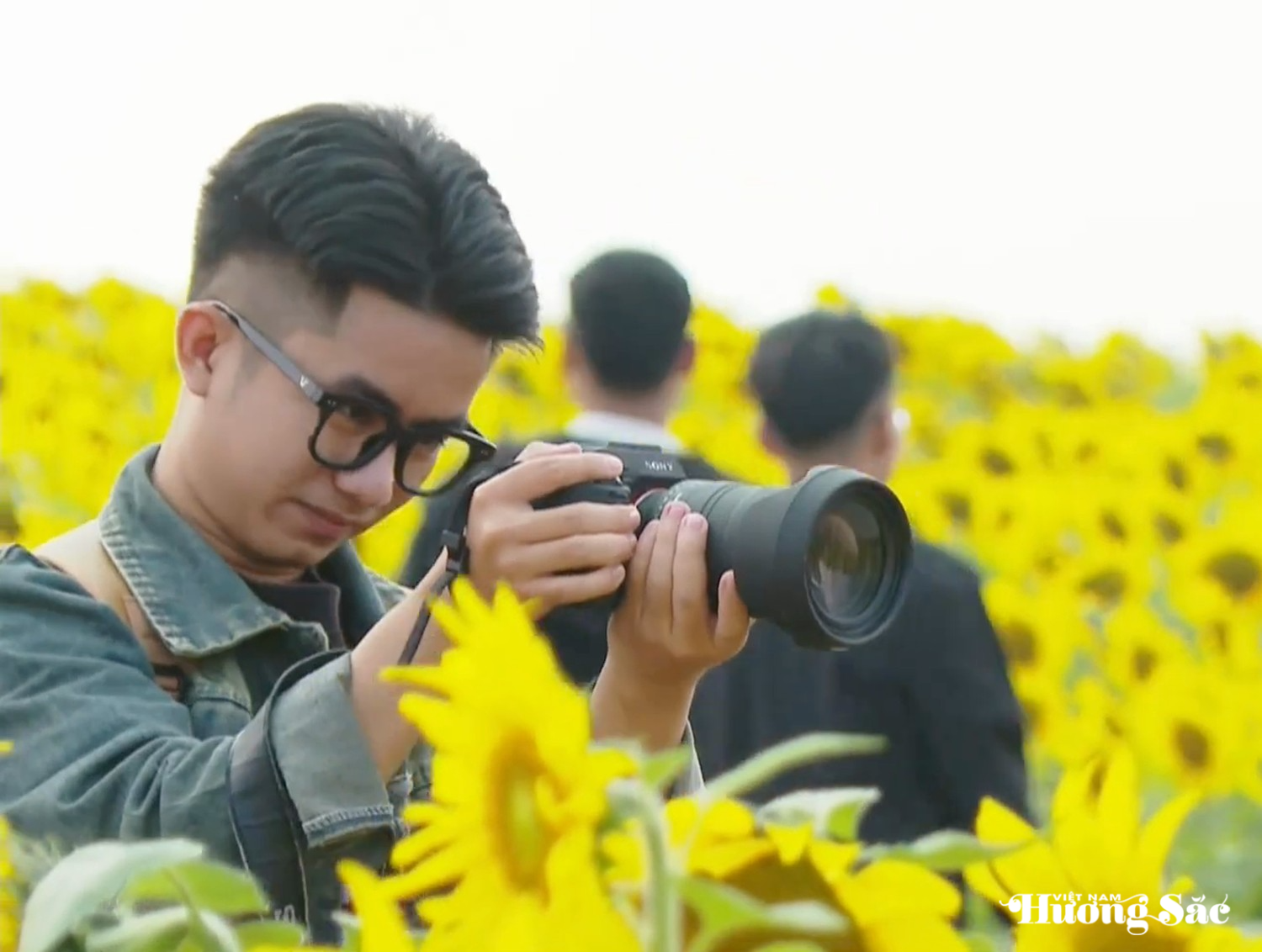 Cánh đồng hoa hướng dương đẹp tựa tranh tại Trang trại TH ở Nghệ An
