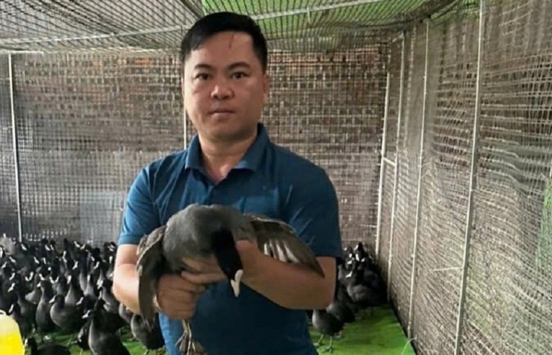 Nuôi “chim tiến vua” theo chuỗi, mở lối làm kinh tế bền vững ở Bắc Ninh