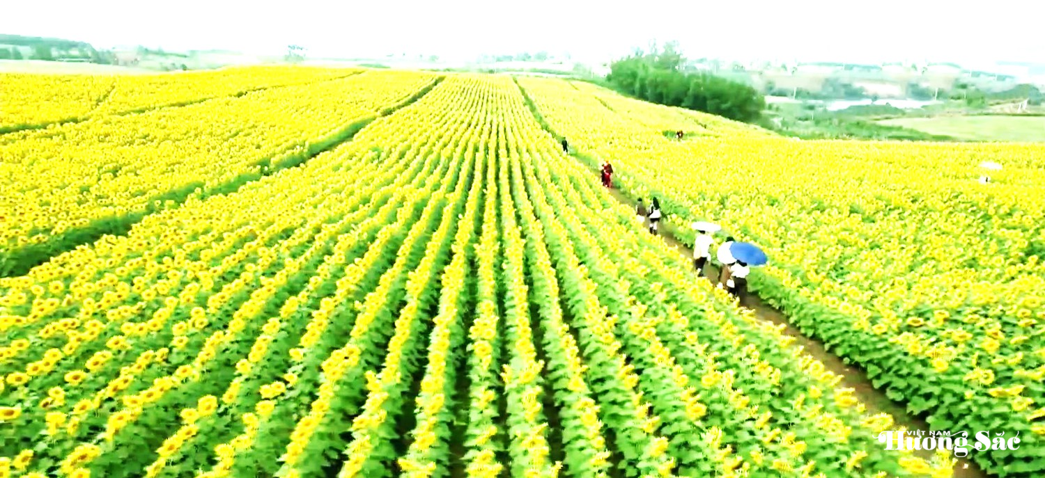 Cánh đồng hoa hướng dương đẹp tựa tranh tại Trang trại TH ở Nghệ An
