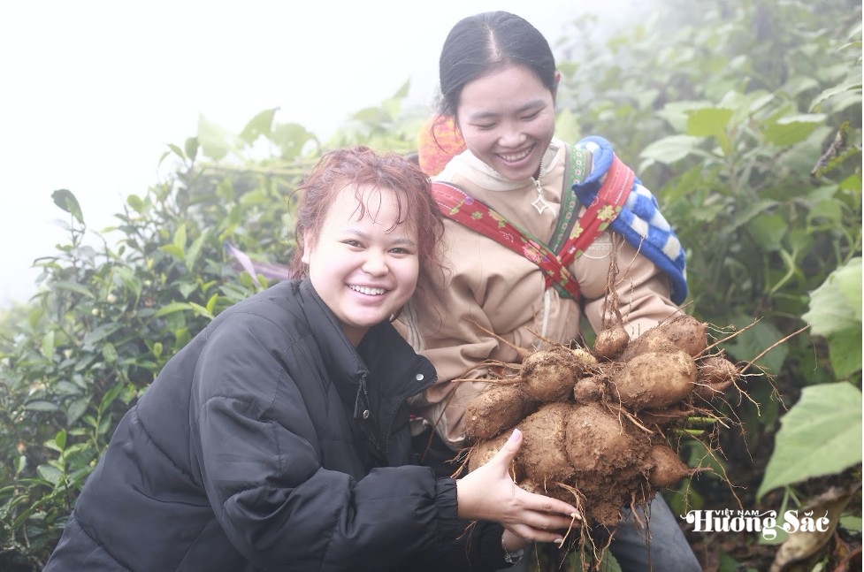 Sâm đất: “Vàng xanh” giữa lòng Tà Xùa, Sơn La Sâm đất: “Vàng xanh” giữa lòng Tà Xùa, Sơn La