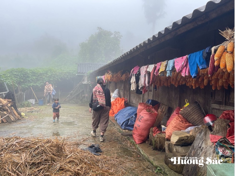 Sâm đất: “Vàng xanh” giữa lòng Tà Xùa, Sơn La Sâm đất: “Vàng xanh” giữa lòng Tà Xùa, Sơn La