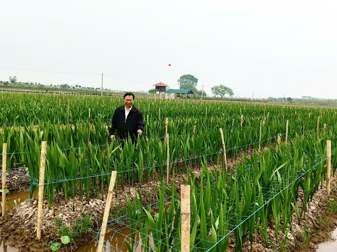 Hương sen mùa hạ, sắc lay ơn mùa đông: Bí quyết làm nên sức hút vùng quê Vân Đài Hương sen mùa hạ, sắc lay ơn mùa đông: Bí quyết làm nên sức hút vùng quê Vân Đài