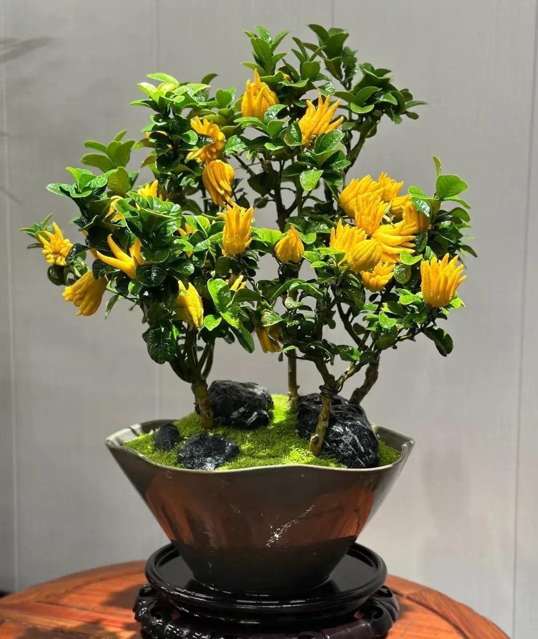 Vì sao người xưa khuyên: Trong nhà chỉ cần 5 loại cây, tài lộc tự tìm đến? Vì sao người xưa khuyên: Trong nhà chỉ cần 5 loại cây, tài lộc tự tìm đến?