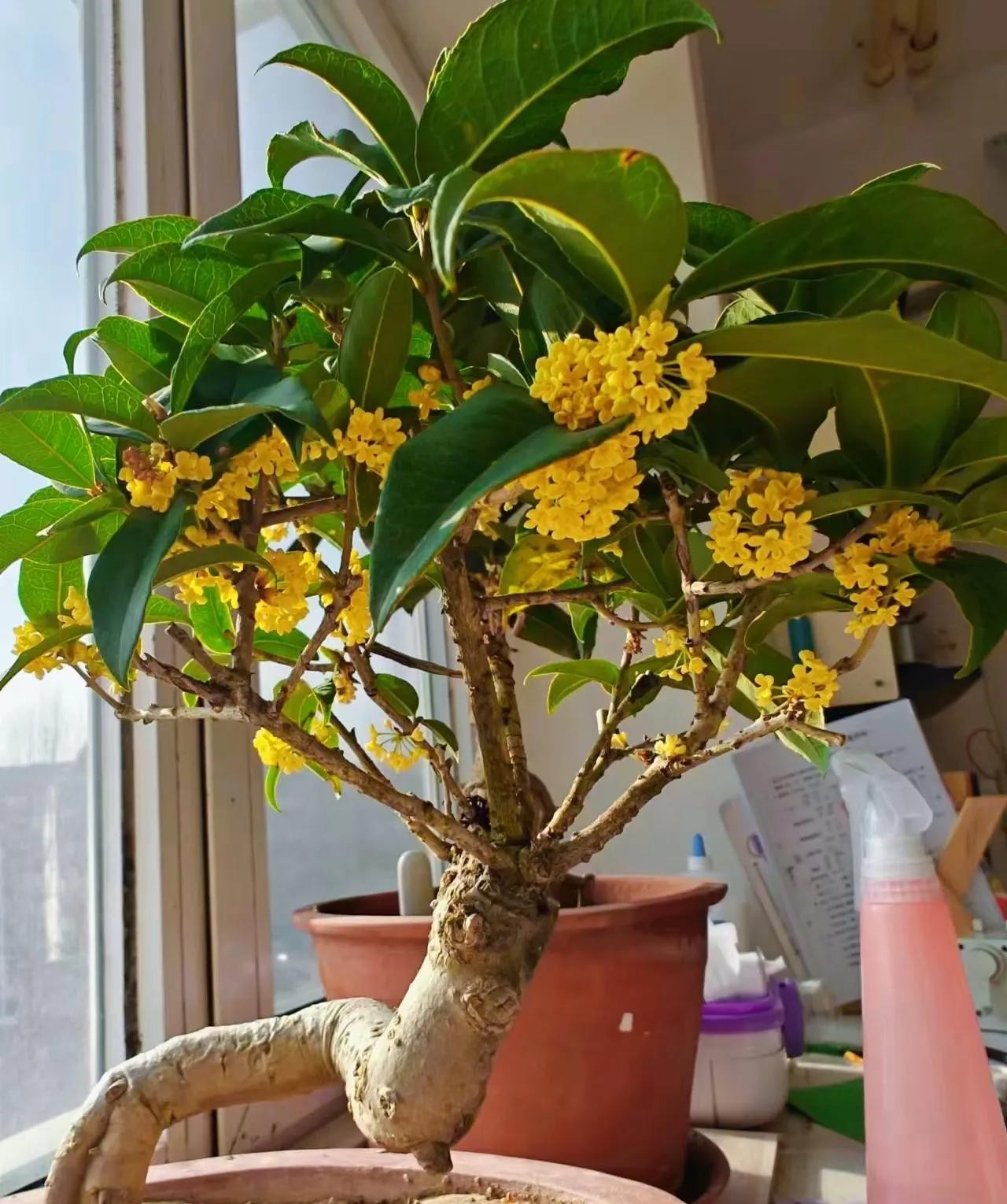 Vì sao người xưa khuyên: Trong nhà chỉ cần 5 loại cây, tài lộc tự tìm đến? Vì sao người xưa khuyên: Trong nhà chỉ cần 5 loại cây, tài lộc tự tìm đến?