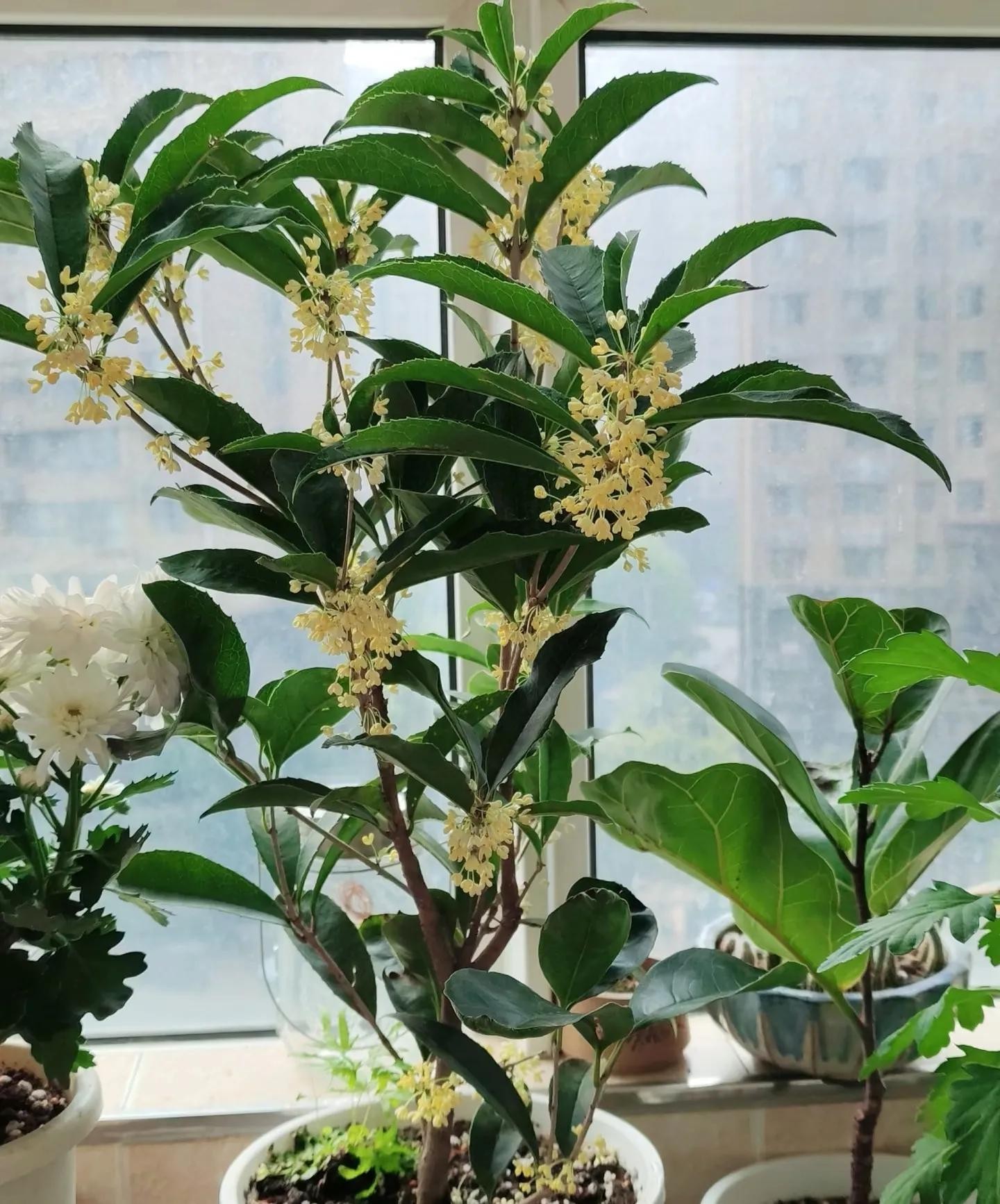 Vì sao người xưa khuyên: Trong nhà chỉ cần 5 loại cây, tài lộc tự tìm đến? Vì sao người xưa khuyên: Trong nhà chỉ cần 5 loại cây, tài lộc tự tìm đến?