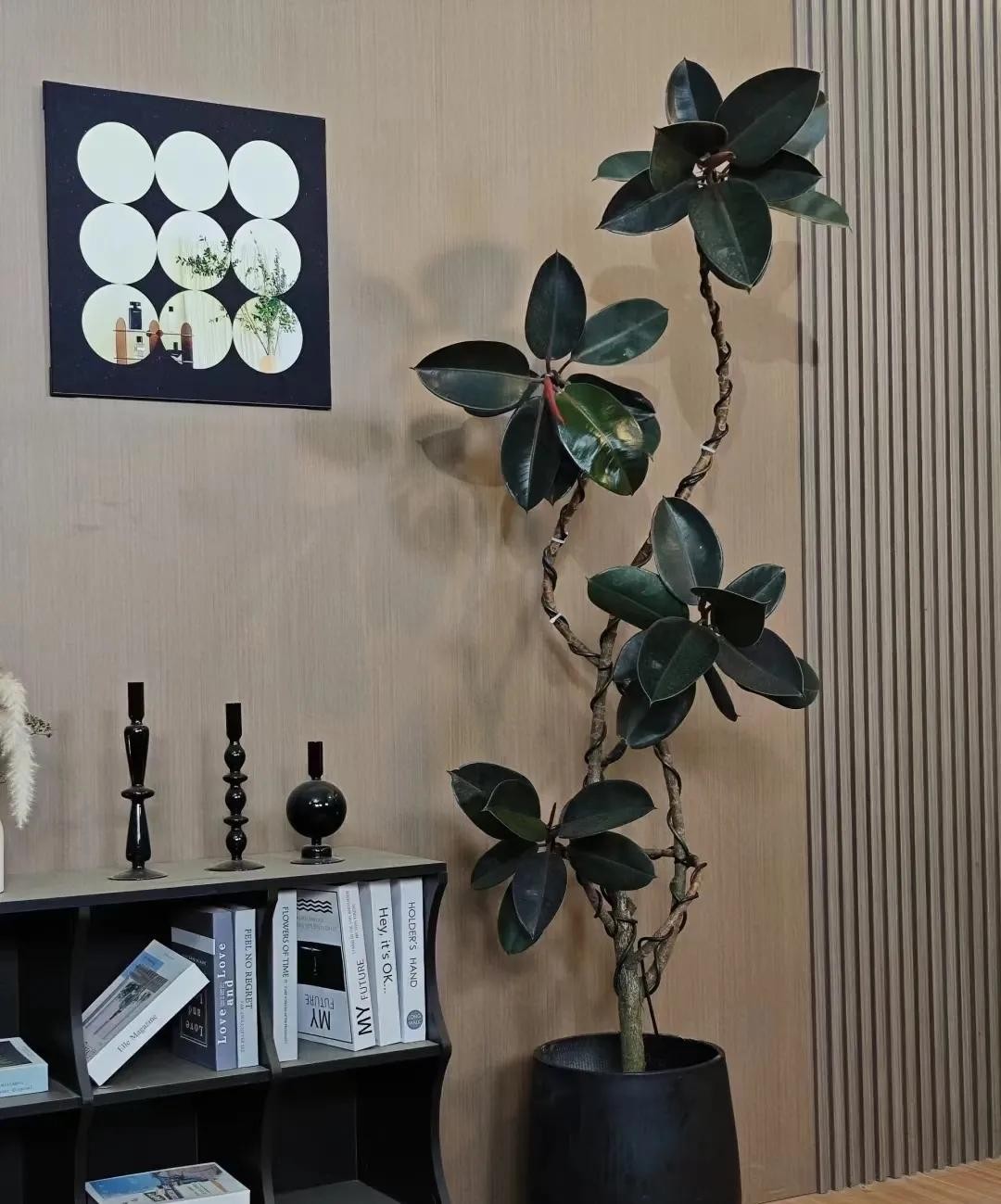 Vì sao người xưa khuyên: Trong nhà chỉ cần 5 loại cây, tài lộc tự tìm đến? Vì sao người xưa khuyên: Trong nhà chỉ cần 5 loại cây, tài lộc tự tìm đến?