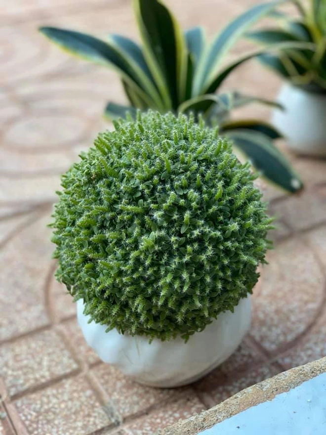 Vì sao người xưa khuyên: Trong nhà chỉ cần 5 loại cây, tài lộc tự tìm đến? Vì sao người xưa khuyên: Trong nhà chỉ cần 5 loại cây, tài lộc tự tìm đến?
