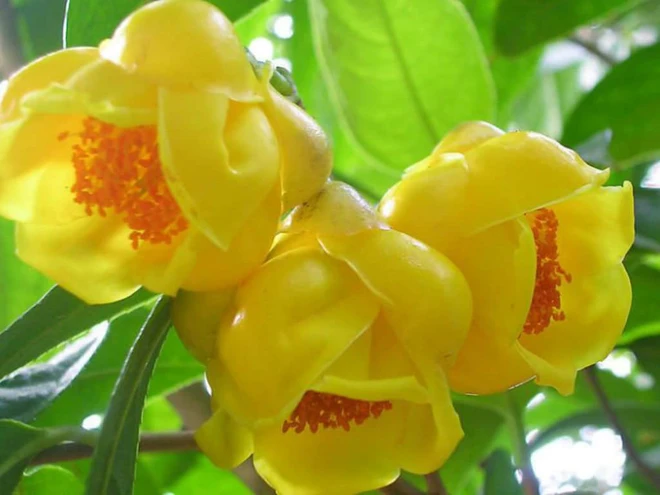 Trồng trước hiên nhà để đón tài lộc, ít người biết loài cây này còn là vị thuốc quý Trồng trước hiên nhà để đón tài lộc, ít người biết loài cây này còn là vị thuốc quý