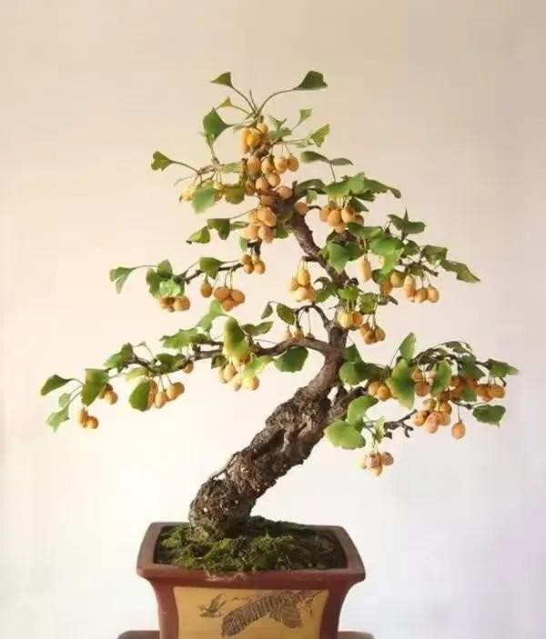 Cây phong thủy “trấn trạch” trong nhà: 8 lựa chọn giúp gia chủ bình an, giàu sang Cây phong thủy “trấn trạch” trong nhà: 8 lựa chọn giúp gia chủ bình an, giàu sang