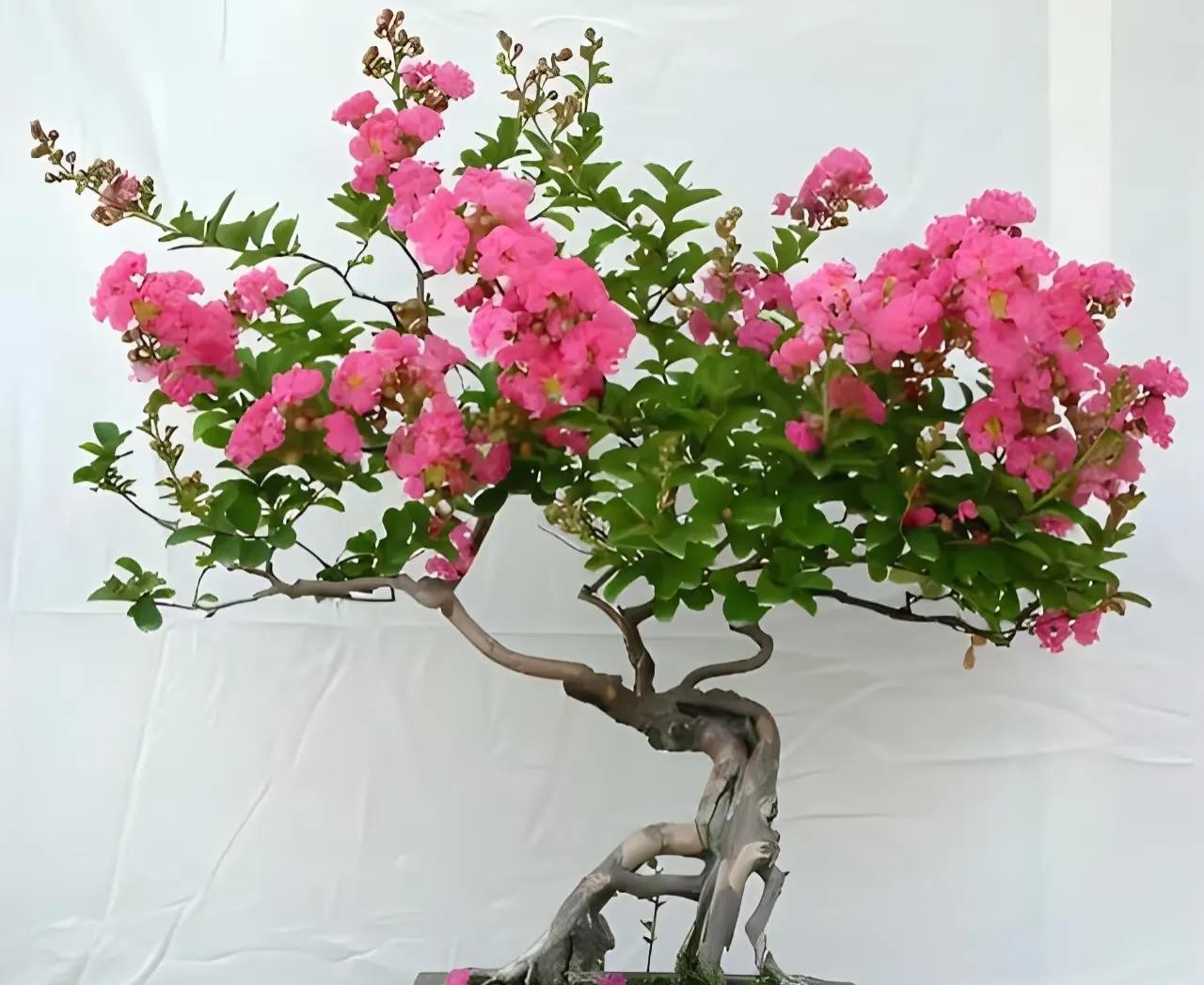 Cây phong thủy “trấn trạch” trong nhà: 8 lựa chọn giúp gia chủ bình an, giàu sang Cây phong thủy “trấn trạch” trong nhà: 8 lựa chọn giúp gia chủ bình an, giàu sang