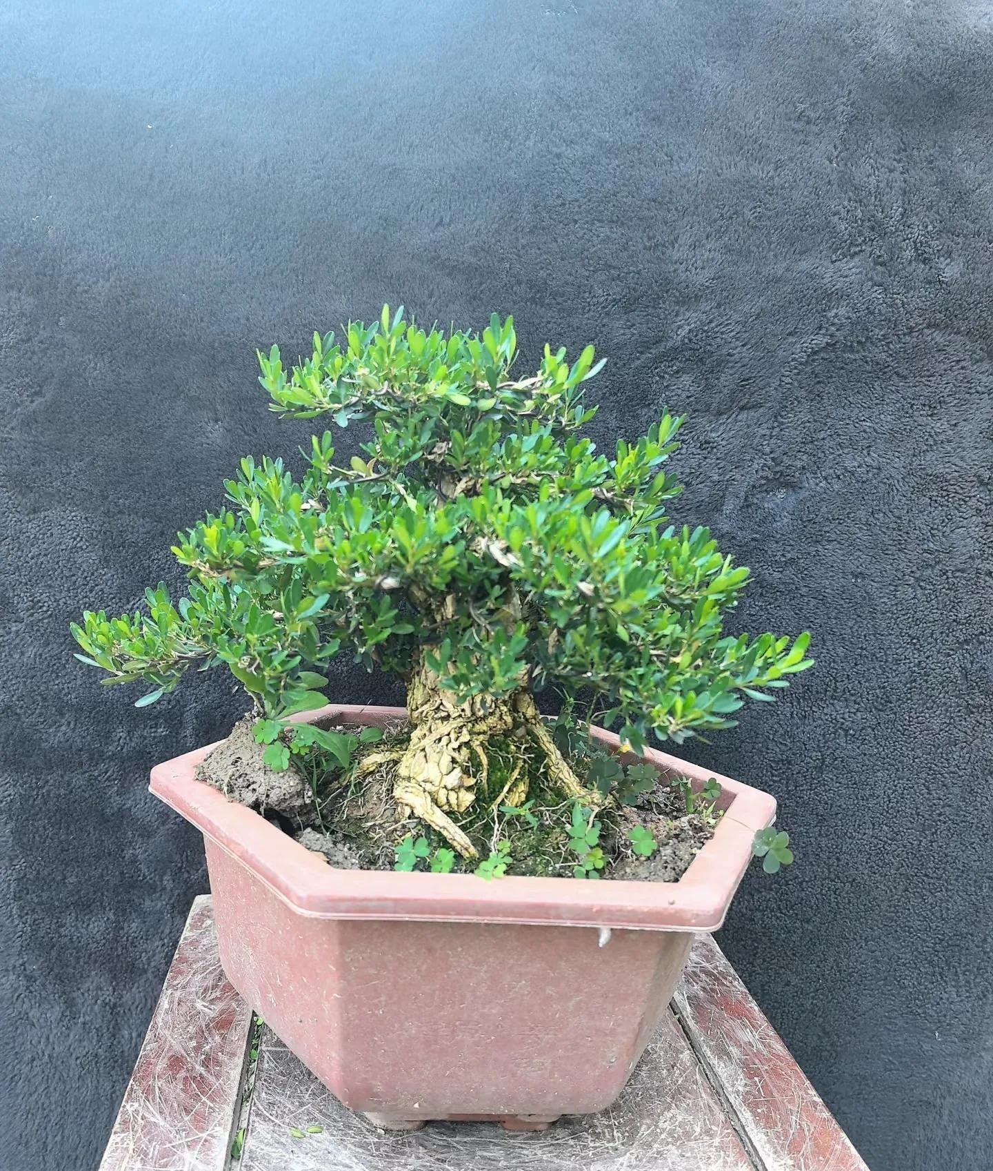 Cây phong thủy “trấn trạch” trong nhà: 8 lựa chọn giúp gia chủ bình an, giàu sang Cây phong thủy “trấn trạch” trong nhà: 8 lựa chọn giúp gia chủ bình an, giàu sang