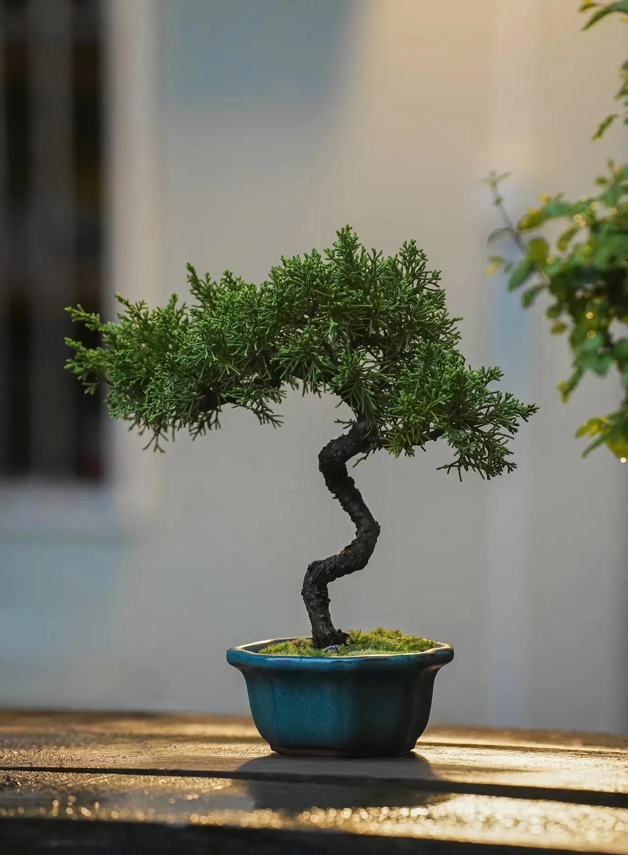 Cây phong thủy “trấn trạch” trong nhà: 8 lựa chọn giúp gia chủ bình an, giàu sang Cây phong thủy “trấn trạch” trong nhà: 8 lựa chọn giúp gia chủ bình an, giàu sang