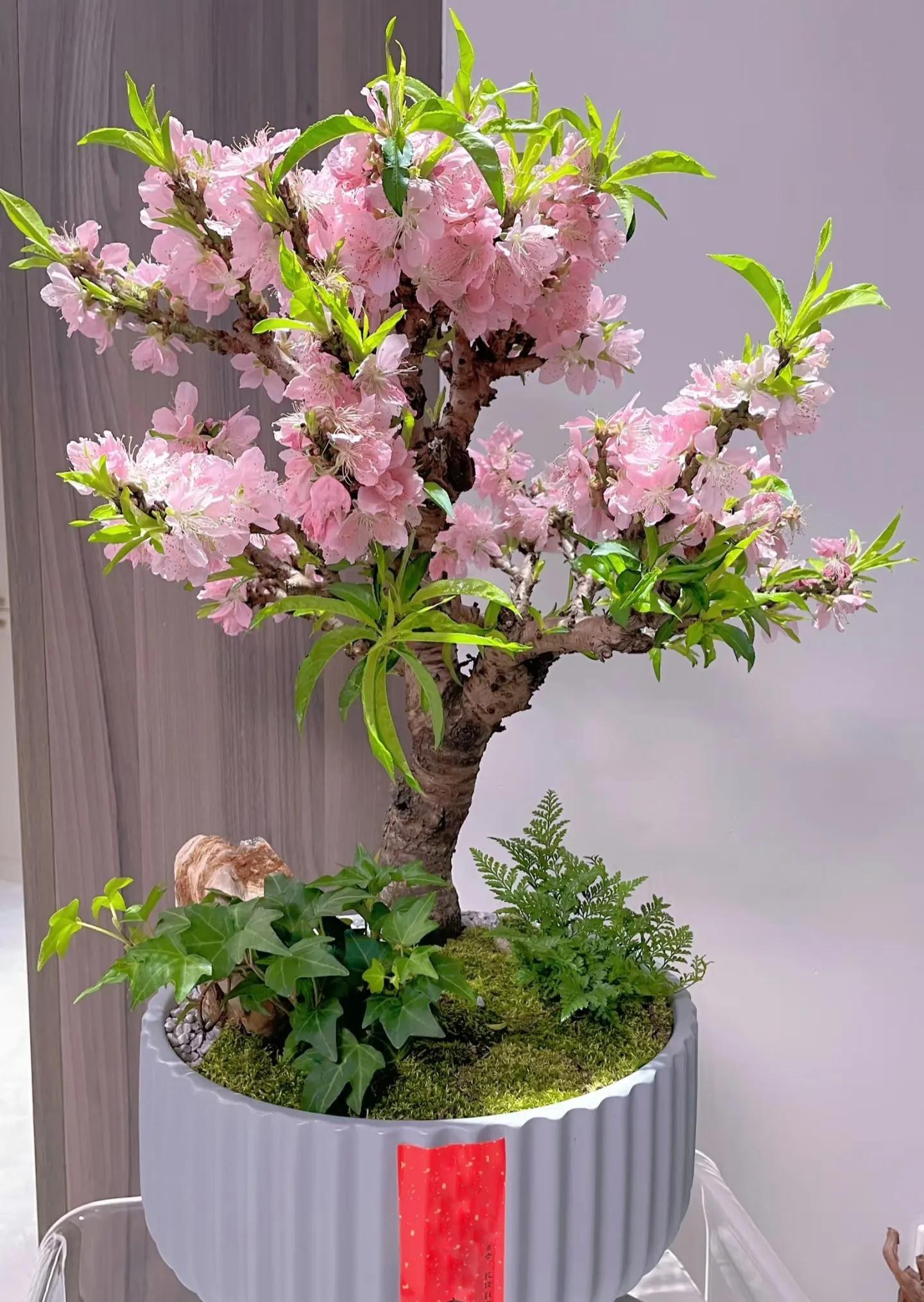 Cây phong thủy “trấn trạch” trong nhà: 8 lựa chọn giúp gia chủ bình an, giàu sang Cây phong thủy “trấn trạch” trong nhà: 8 lựa chọn giúp gia chủ bình an, giàu sang