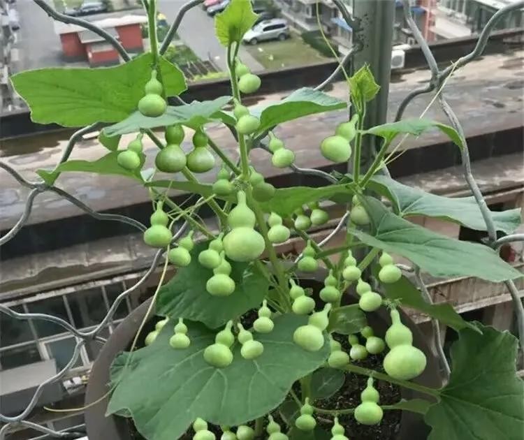 Cây phong thủy “trấn trạch” trong nhà: 8 lựa chọn giúp gia chủ bình an, giàu sang Cây phong thủy “trấn trạch” trong nhà: 8 lựa chọn giúp gia chủ bình an, giàu sang