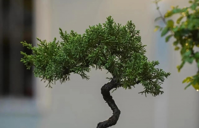 Cây phong thủy “trấn trạch” trong nhà: 8 lựa chọn giúp gia chủ bình an, giàu sang