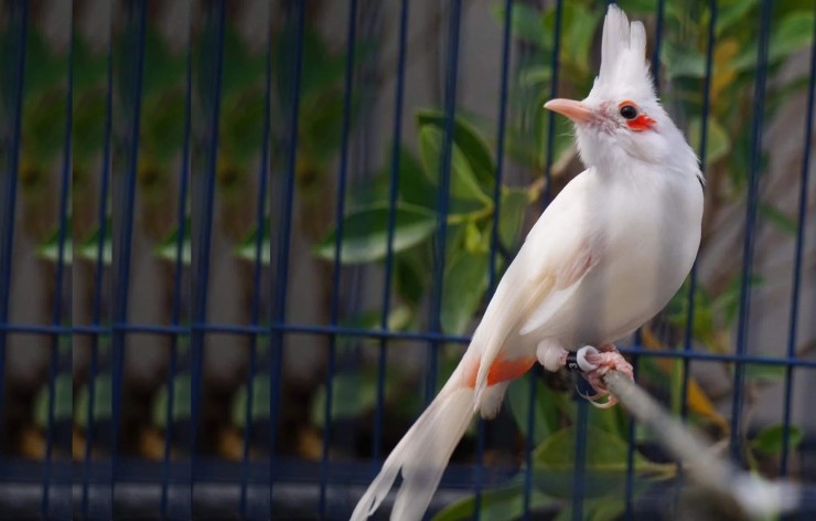 5 loài chim “siêu sang” được giới thượng lưu săn lùng, có con giá trị lên tới hàng tỷ đồng 5 loài chim “siêu sang” được giới thượng lưu săn lùng, có con giá trị lên tới hàng tỷ đồng