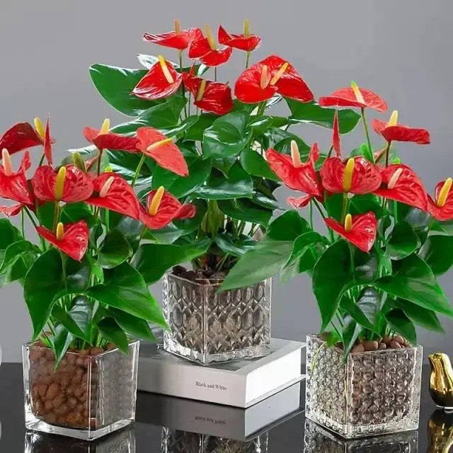 Cây phong thủy hút lộc, thăng quan tiến chức, ai cũng muốn rước về nhà dịp cuối năm