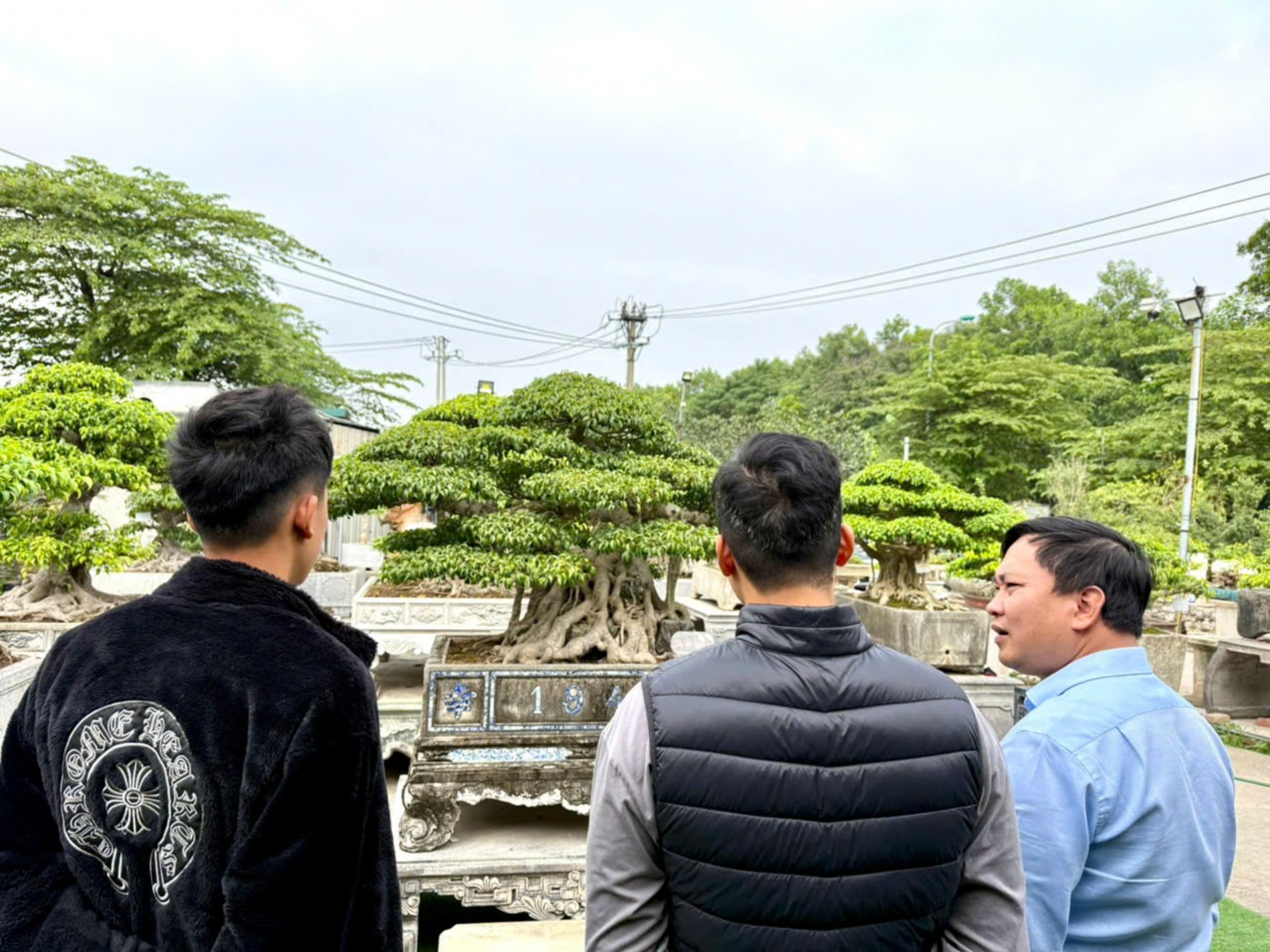 Nhà vườn Vân Đông Anh: Hành trình 15 năm bền bỉ đi tìm giá trị bonsai
